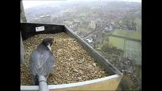 Norwich Cathedral Peregrines from the Hawk and Owl Trust [upl. by Thetisa231]