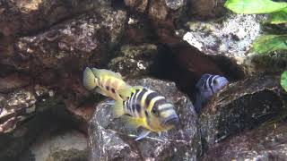 Neolamprologus sexfasciatus Gold [upl. by Stephania]