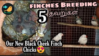 Finches Breeding Common MistakesHow to Breed finches FastIamHobbisttamil [upl. by Bruno168]