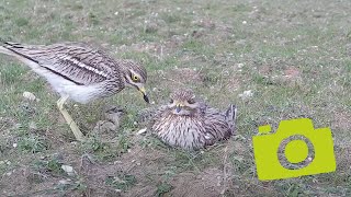 Stone curlew at NWT Weeting 2024  family moment [upl. by Nanaek353]