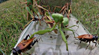 hunting scorpions praying mantis frogs grasshoppers crickets [upl. by Hamlen]