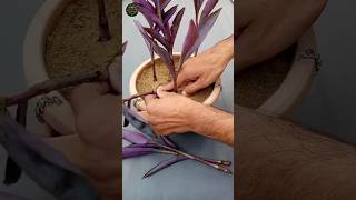 How to Grow Purple Heart Plant from Cuttings  Easy Gardening Tips shorts gardening tips [upl. by Bokaj]