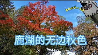 加拿大移民生活2024年秋温哥华本拿比鹿湖纯享版 [upl. by Hakeber]