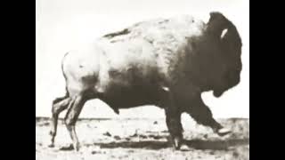 Bison Running by Eadweard Muybridge 1883 Buffalo Running [upl. by Jonas528]