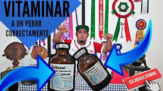 👉VITAMINAS PARA MI PERRO✅ 👉AMERICAN BULLY 🛑 PITBULL ¡EFECTIVO¡CATOSAL Y VIGANTOL✅NACIONBULLYJMC [upl. by Ydualc162]