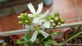 My Venus Flytrap Plant in Flower  Dionaea muscipula [upl. by Wheaton575]