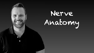 Nerves Anatomy and Plexuses [upl. by Ahsinyar]