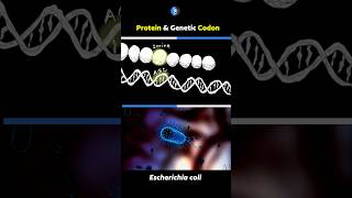 🔥E coli Genome Genetic Codon and Translation 🔥 trending neet viral biology status cbse csir [upl. by Sheedy990]