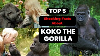 5 Shocking Facts About Koko the Gorilla  Her Life Legacy and Mysterious Death [upl. by Feodora]