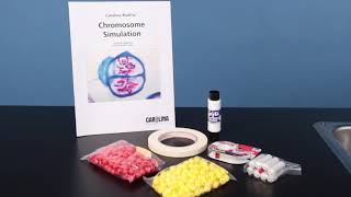 Chromosome Simulation Kit [upl. by Rayshell]