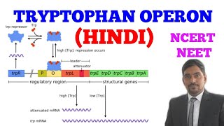 TRYPTOPHAN OPERON  EASY WAY  HINDI [upl. by Orvil53]