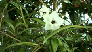 Just the Flowers Maam Hoya pauciflora [upl. by Elacsap237]