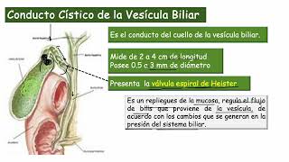 Anatomía de la Vesícula Biliar [upl. by Acirdna119]