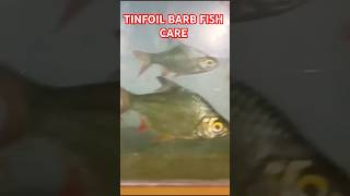 TINFOIL BARB FISH CAREfunnyfunnyshortscomedyvideobarbfishtinfoilbarbtinfoilbarbaquariumfish [upl. by Aluino]