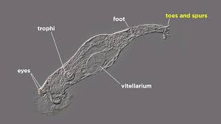 Phylum Rotifera Part 1 General Characteristics [upl. by Lisabet]