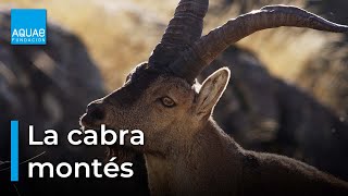 Amazing Footage Goats Climbing on a NearVertical Dam  National Geographic [upl. by Akinuahs]