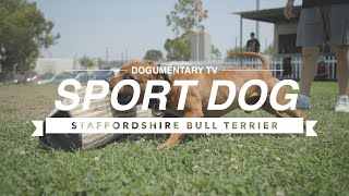 STAFFORDSHIRE BULL TERRIER PROTECTION SPORT TRAINING [upl. by Odom24]