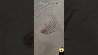 Rescue mission helping this octopus find its way home 🥺 [upl. by Atinaej]