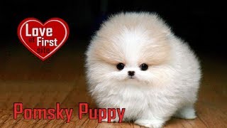 Pomsky Puppy – Dog Breed Information On Pomeranian Husky Mix [upl. by Fessuoy]