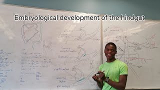 Embryological development of the hindgut [upl. by Ellenor]