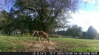 Three deer together in the yard during the day trail cam 20241014 [upl. by Doretta]