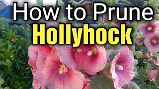 How to Prune Hollyhocks  Hollyhock Care [upl. by Aley]