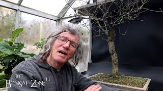 Pruning My American Elm The Bonsai Zone Nov 2024 [upl. by Kurtzig]