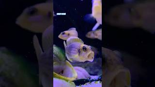 LAMPROLOGUS OCELLATUS GOLD TANGANJIKA CICHLIDS tanganyikancichlids shortvideo fishtank barsch [upl. by Goggin160]