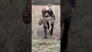 Hunting wirehaired pointing griffon Dublin will fetch ANYTHING wirehairedpointinggriffon [upl. by Denyse]