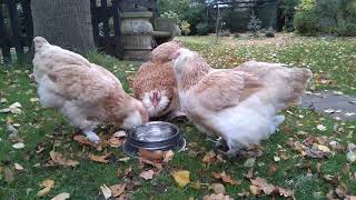 Faverolles chickens socialising over a drink with birdsong 🐔🌳🍂 [upl. by Gaal]