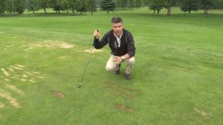 How to take proper divots on grass tees [upl. by Rockey]