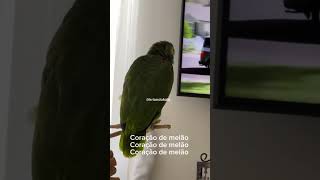 Coração de melão 🍈 shorts pets [upl. by Dyrraj]