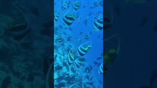 Bannerfishgroupfishing maldivies snorkeling freediving [upl. by Kirch113]