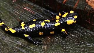 POISONOUS Reptilian on RAINFOREST Salamander [upl. by Nawd]