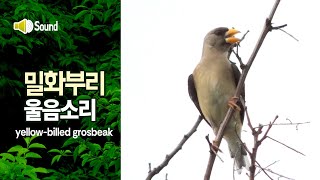 밀화부리 울음소리방울새 yellowbilled grosbeak song [upl. by Latouche]