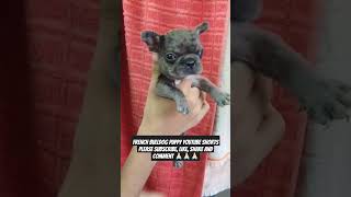 The Ultimate French Bulldog Care Guide Tips amp Tricks shorts doglover trending pets puppy dog [upl. by Blythe]