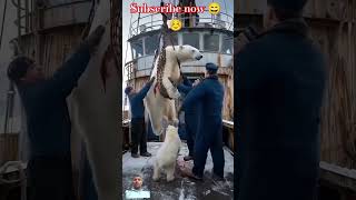 A heartfelt tale of sailors rescuing a severely injured mother polar bear trapped in a netpolarbear [upl. by Wolpert288]