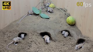 Cat TV for cats to watch mouse digging burrows in sand and squeaking 8 Hour 4k UHD [upl. by Liuqnoj573]