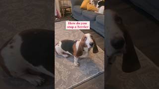 Basset comedian has a rib tickling joke for us 😂🤣bassethound dog shorts [upl. by Pliner]