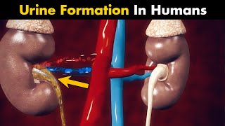 How Urine Is Produced Inside Human Body UrduHindi [upl. by Ynnoj]