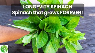 Superfoods Growing Longevity Spinach Gynura procumbens Plus Recipe [upl. by Shirline]