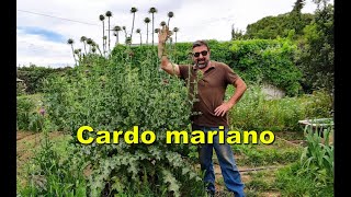 Cardo mariano Silybum marianum [upl. by Paulo]