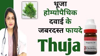 thuja homeopathic medicine uses in hindi  thuja 200 uses in hindi  thuja 30 uses in hindi [upl. by Suiremed308]