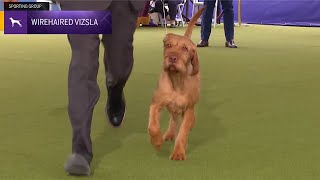 Wirehaired Vizslas  Breed Judging 2024 [upl. by Rickard732]