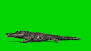 Crocodile Alligator walks  royalty Free Green Screen 2 [upl. by Kassie]