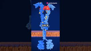 GPCR Signalling Explained  biology science knowledge facts shorts shortsvideo shortsfeed [upl. by Bowman]