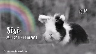 Ruhe in Frieden SISI 🐰🌈 25112011  11102021  Kaninchenstar [upl. by Giuliana]