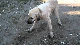 Türk Kangal Köpeği Karabaş  Gerçek itlerce zehirlenen kangal köpeğim [upl. by Jayson]