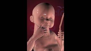 Fetus Development Stage 10 3D Animation [upl. by Anaigroeg]