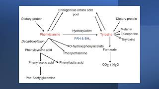 Phenylalanine and tyrosine metabolism [upl. by Debee439]